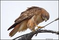 _1SB9711 red-tailed hawk